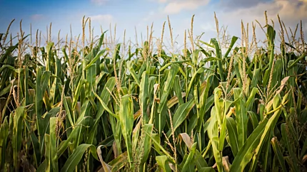 e-NRG Bioethanol