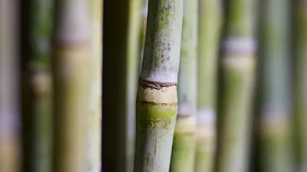 Sugarcane