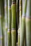 thumbnail: nrg-sid-shoot-sugarcane-1.png