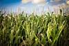 thumbnail: nrg-stock-image-corn.jpg